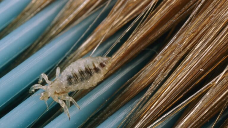 Does Health Insurance Cover Lice Treatment